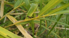 Tetraponera rufonigra