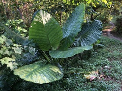 Alocasia