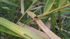 Tetraponera rufonigra