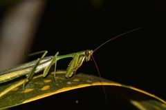 Cardioptera squalodon