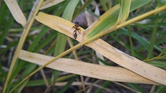 Tetraponera rufonigra