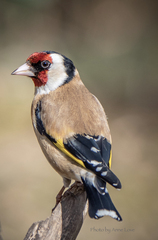 Carduelis carduelis britannica