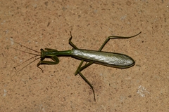 Cardioptera squalodon