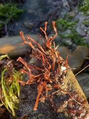 Ahnfeltiopsis linearis