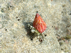 Micrelenchus purpureus