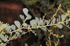 Acacia cultriformis