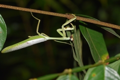 Stagmatoptera supplicaria