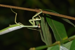 Stagmatoptera supplicaria