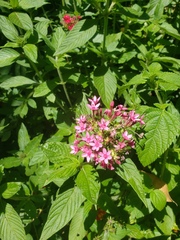 Pentas lanceolata
