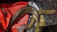 Anguilla dieffenbachii