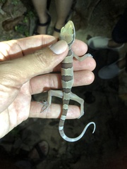 Cyrtodactylus lekaguli