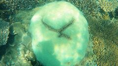 Hydnophora microconos