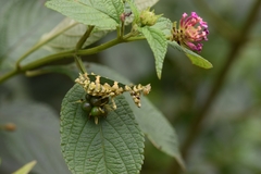 Callibia diana