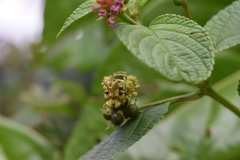 Callibia diana