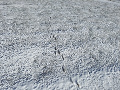 Leporidae