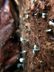 Chlorociboria aeruginascens