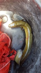 Anguilla dieffenbachii