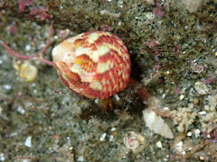 Micrelenchus sanguineus