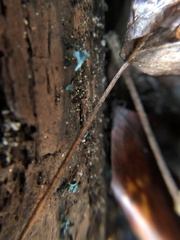 Chlorociboria aeruginascens