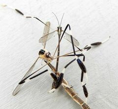 Bittacomorpha clavipes