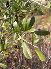 Quercus virginiana