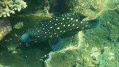Epinephelus coeruleopunctatus