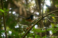 Copsychus malabaricus