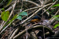 Copsychus malabaricus