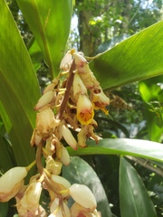 Alpinia zerumbet