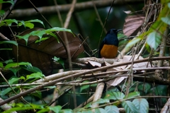 Copsychus malabaricus