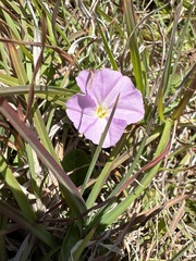 Polymeria