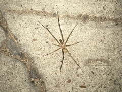 Kukulcania hibernalis