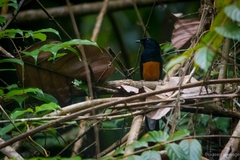 Copsychus malabaricus