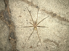 Kukulcania hibernalis