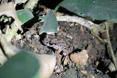 Leptobrachella murphyi