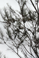 Allocasuarina gymnanthera