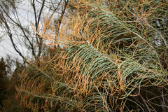 Allocasuarina gymnanthera