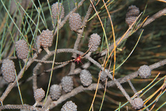 Allocasuarina gymnanthera