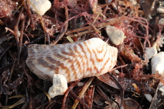 Arca zebra