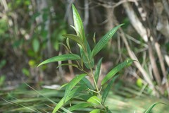 Miconia bicolor