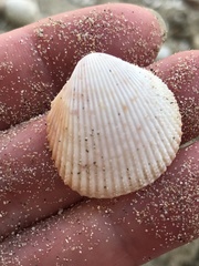 Dallocardia muricata
