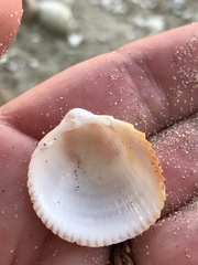 Dallocardia muricata