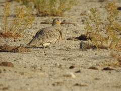 Pterocles coronatus