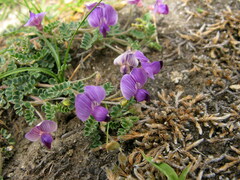 Tibetia himalaica