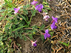 Tibetia himalaica
