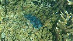 Tridacna crocea
