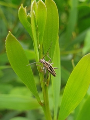 Navomorpha sulcata