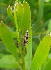 Navomorpha sulcata