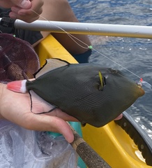 Melichthys vidua
