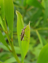 Navomorpha sulcata